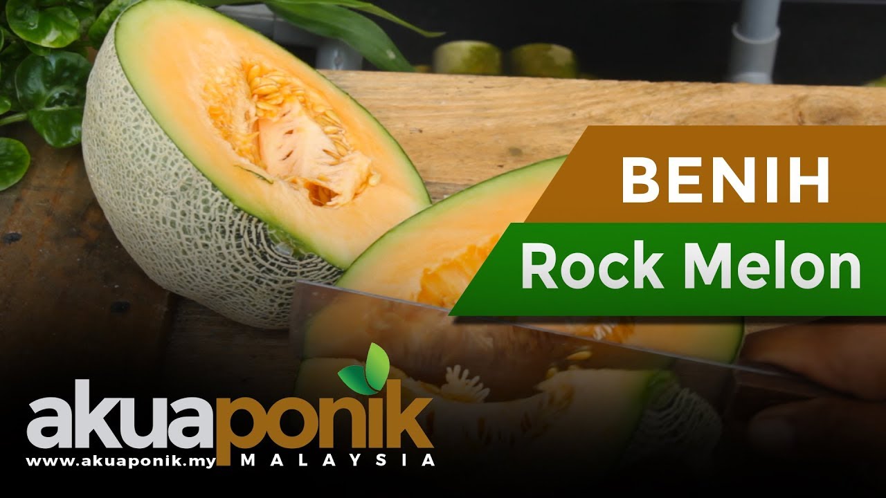 Cara Dapatkan Benih Rock Melon Untuk Sistem Hidroponik Dutch Bucket Youtube