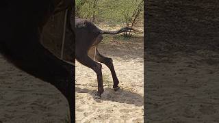 donkeys #youtubeshorts #viralvideo #ytshort  #pets