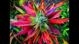 Marijuana Botany Part 2