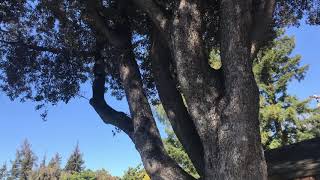 Holly Oak (Quercus ilex)