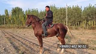 картинка: Ot sotiladi 🐎                                        #horse #лошади #youtubeshorts #youtube #horse 