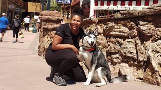 Door Manners & Heel with Siberian Husky Nala by Off Leash K9 Training 69 views 2 years ago 2 minutes, 50 seconds