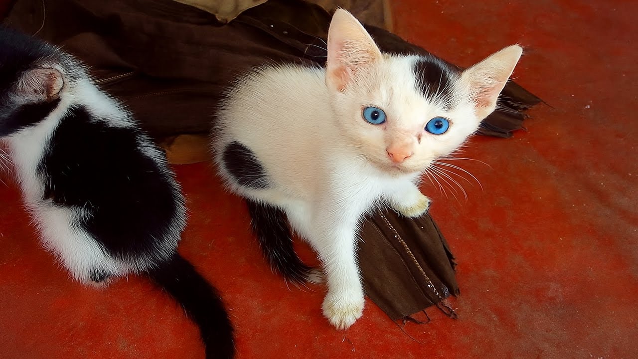 Blue-Eyed Kitten Meets Mischievous Twin | Cutest Duo Ever!