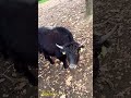 Yaks have very thick fur // Wenn Yaks in Panik geraten, können sie bis zu 40 km/h erreichen
