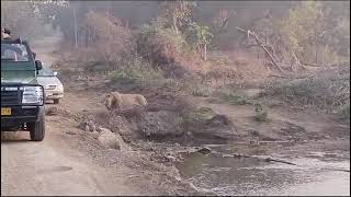 GIR SAFARI , closely capture, gir jungle dec 23.