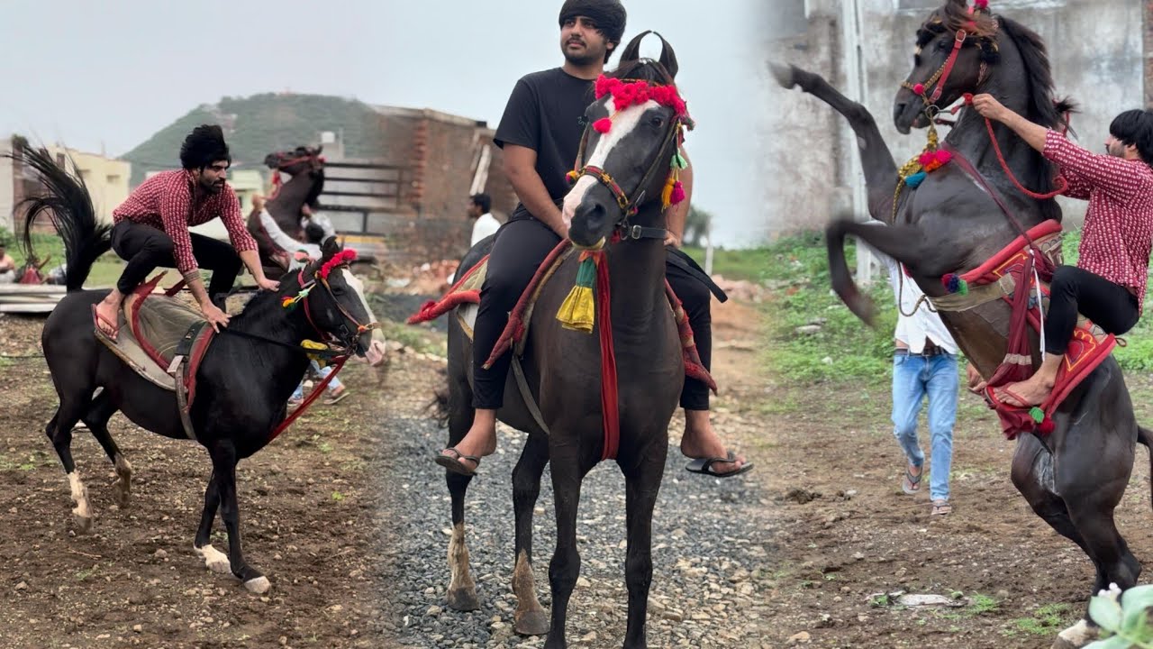 #horsetrening #horselife #kudvavalaghoda #horsepower #horseriding #kathiyawadi ghoda #vlog