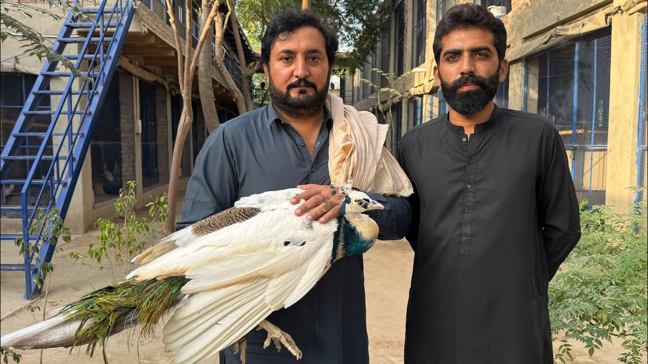 Peacock farm in Sahiwal | Turki, Teetar, Peeru k kamyab farmer