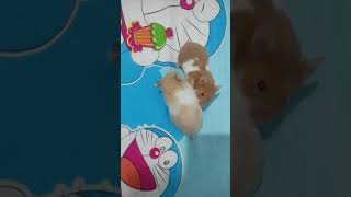 fight ! syrian hamster they are solitary!!!