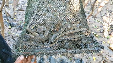 trải nghiệm đặt bẫy cá thòi lòi biển ở rừng ngập mặn. dính liên tục