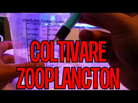 Coltivazione ROTIFERI e COPEPODI - coltivare ZOOPLANCTON Acquario Marino