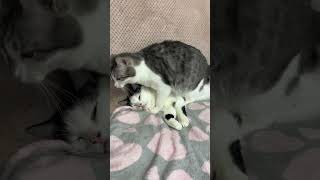 What Is It? Two Boys Cats #Funny #Fail #Jokes