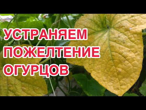 Видео: Три основные причины пожелтения листьев огурцов. Как бороться с пожелтение на огурцах.