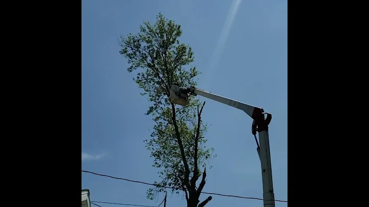 Nick Caniglia in the bucket. L & S Tree Service 21...