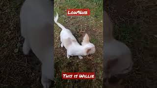 Chihuahua Named Willie Low96Hb