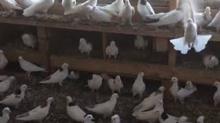 Pigeons Armenian Tumbler |Pigeon culbutant arménien | حمامة البهلوان الأرمني