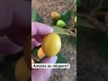 Como você chama essa fruta na sua cidade?