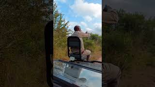 Baby Elephant Charges Vehicle in Playful Manner