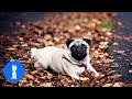 Pugs Are Awesome! #Puglife - CUTEST Compilation