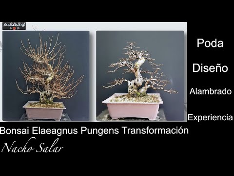 Video: ¿Cuándo deberías podar Elaeagnus?