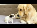 Adorable puppy demands attention from golden retriever