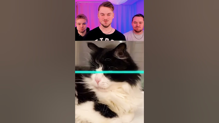 #Meow 😹
