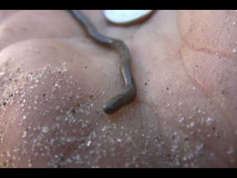 snake oil Smallest Snake in the WORLD?!!