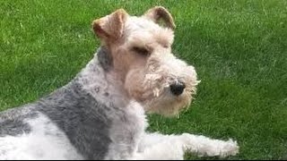 Fox Terrier de Pelo Duro (Fox Terrier Wire)  Raza de Perro