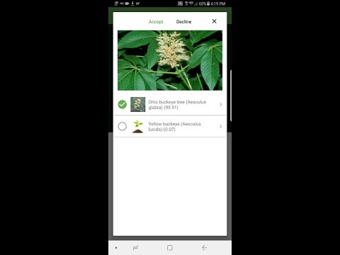 How to identify the Ohio buckeye tree or Aesculus glabra with PlantSnap
