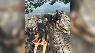 Famous Woman running animal care business arrested after 2 dog deaths, animals found in squalor Net Worth