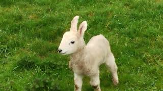 Lamb