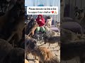 "Every wag of the tail is a prayer for help. Please, help us save [Dog's name] 🐾💖 #Save[Dog'sName]"