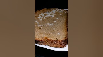 Bread Spoilage Timelapse 🍞🤍