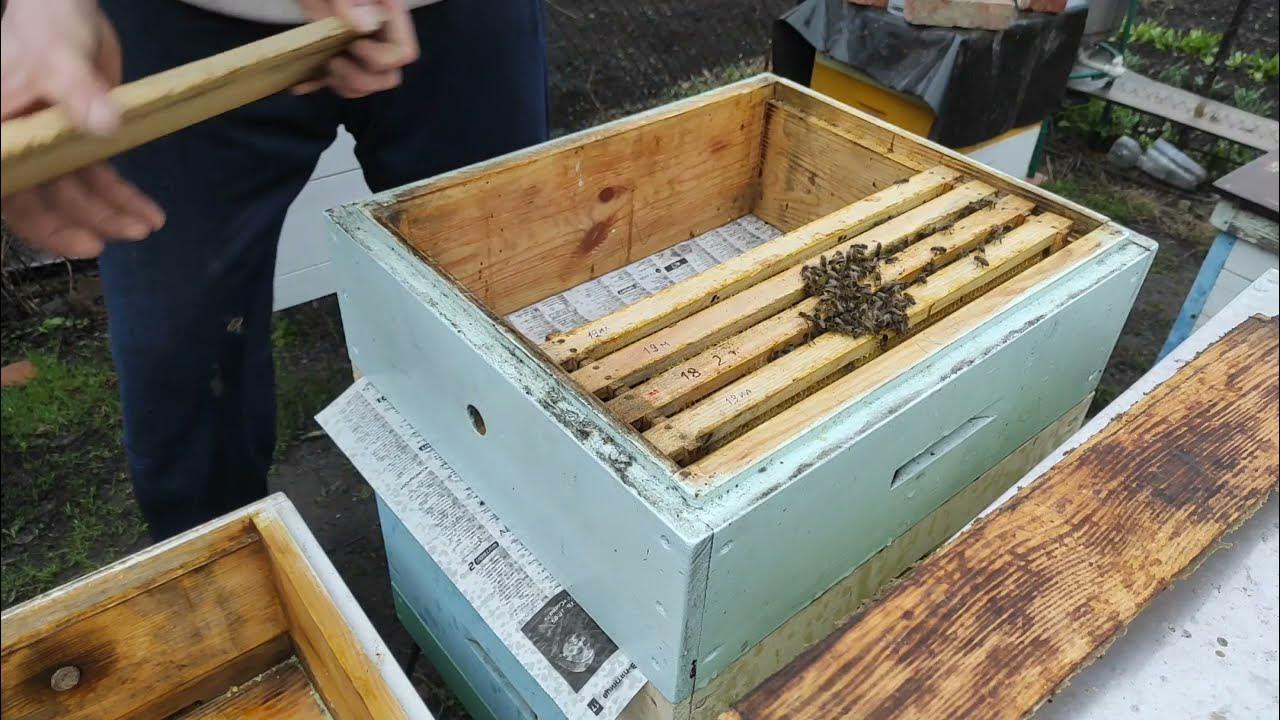 Мегастаратель пчеловодство видео. Как объединить пчел осенью. Двухматочное пчеловодство. Как объединить пчел осенью. Соединение пчелиных семей осенью луком.