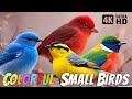 Most beautiful small birds 4k ultra  60fps  coulerful birds  relaxing sounds  birds chirping