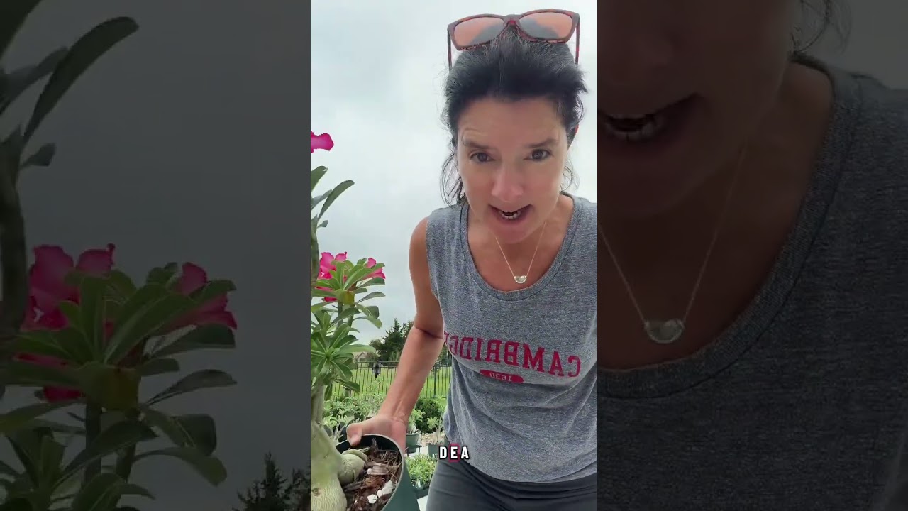Desert Rose Plant Haven