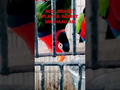 Vibrant and Playful: Meet the Red Lorikeet Parrot! #bird #parrot #lorry #red #parakeet #jolly