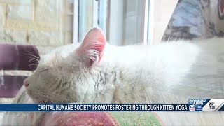 Capital Humane Society promotes fostering through kitten yoga