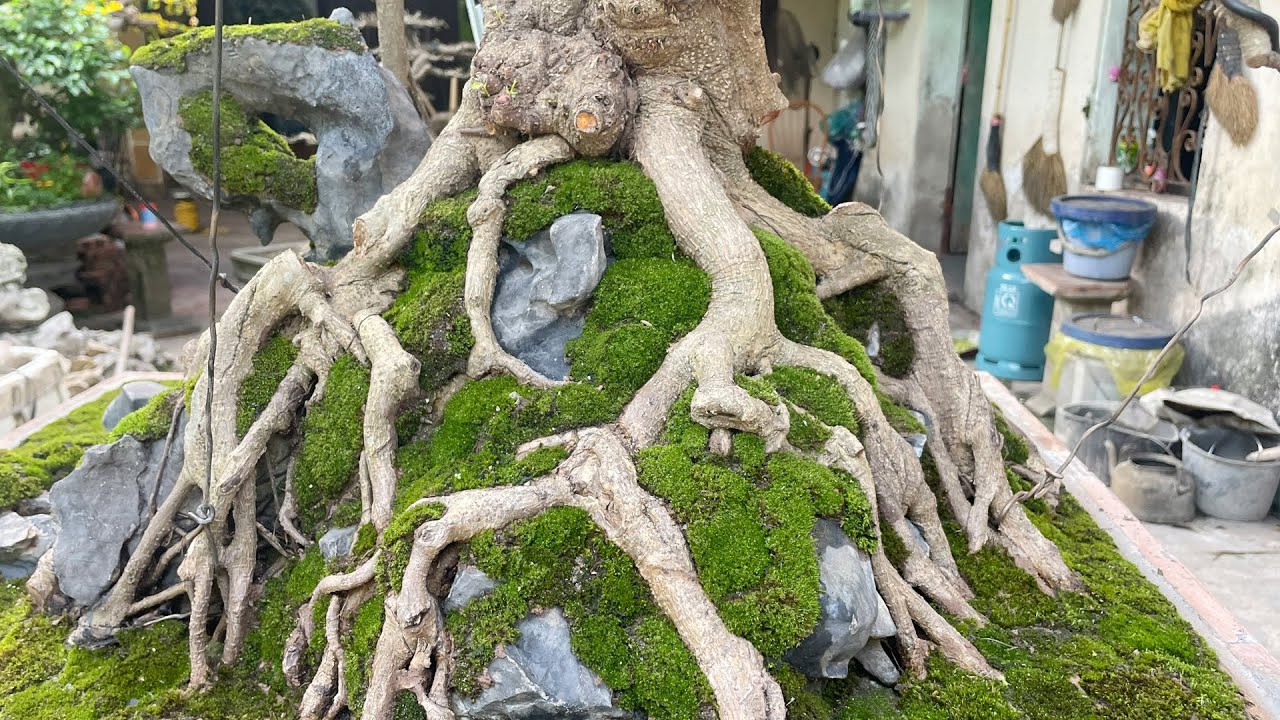 Chỉnh Sửa Chi Tiết Cho Cây Sanh Quê Chất Đẹp | Dũng Mũ Rơm