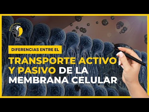 TRANSPORTE ACTIVO y