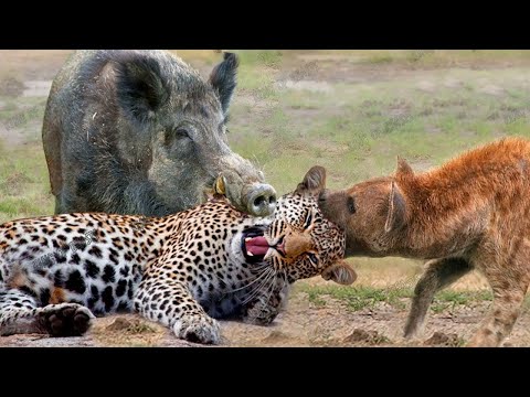 Видео: Леопард в Деле / Леопард против Собаки, Крокодилы, Гиены, Обезьяны...