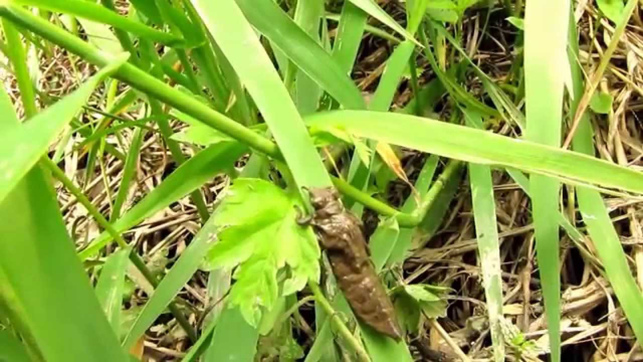 Выход стрекозы Дедка обыкновенный (Gomphus vulgatissimus) часть-1