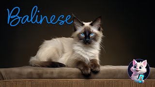 Balinese Cats: The Graceful Felines with a Rich History