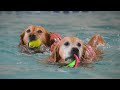 Senior dogs live out their golden years at this dog retirement center! | Localish