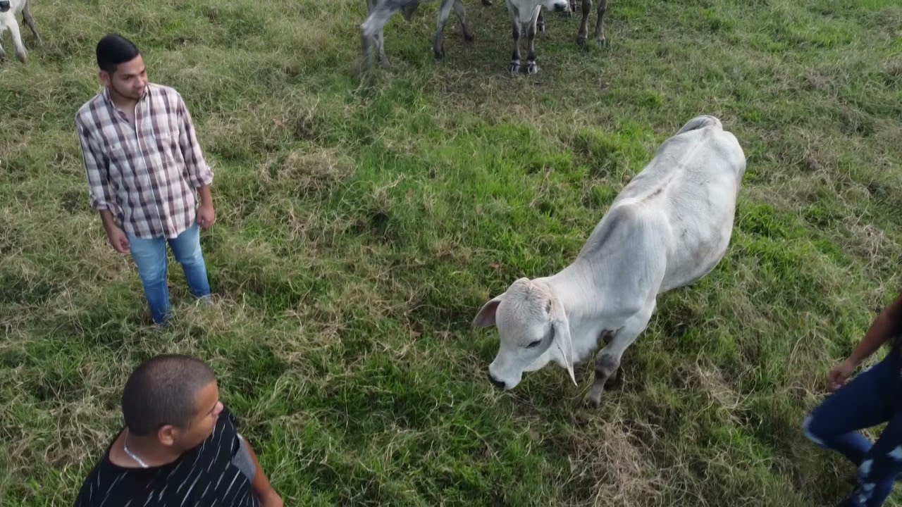 Jeanette Osal El Gaban y la Gabana