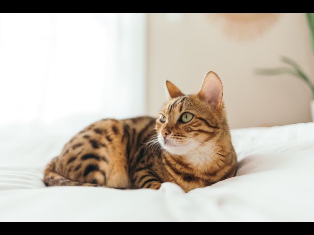 Cat destroys leather chair, asmr