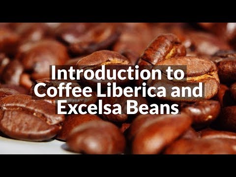 Introduction to Coffee Liberica and Excelsa Beans