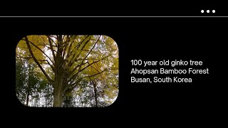 Tranquil Trails Ahopsan Bamboo Forest Century-Old Ginkgo Tree