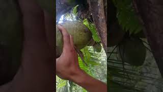 Bushcraft Survival Skills Climbing Coconut trees in the forest