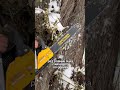 ИДЕАЛЬНАЯ бензопила для вас🌲🪚