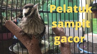 Pelatuk sampit gacor